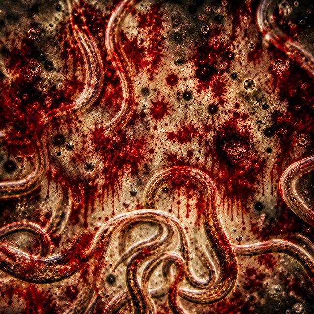 Amerakin Overdose transforma um calote em metal com "Parasite"